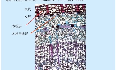 麦当劳过年营业时间表-麦当劳今年玩具,中国2016麦当劳过年期间有什么玩具网站